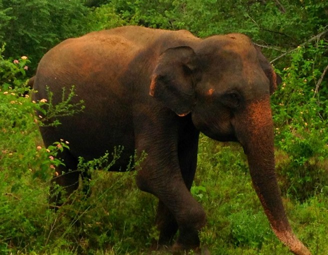 wild elephants at udawalawe national park in sri lanka