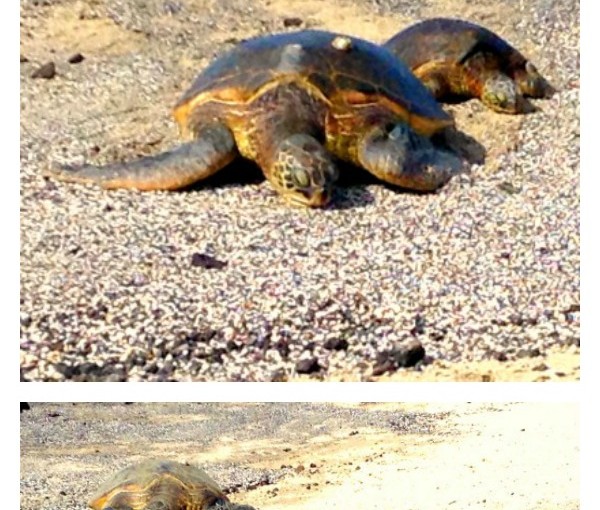 endangered green sea turtle