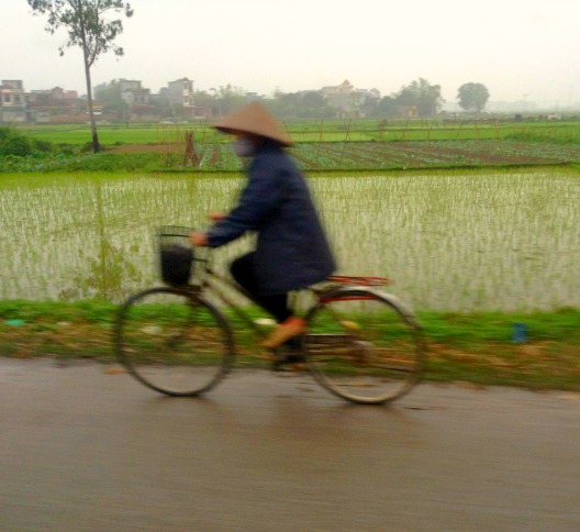 riding a bicycle in rice fields Vietnam